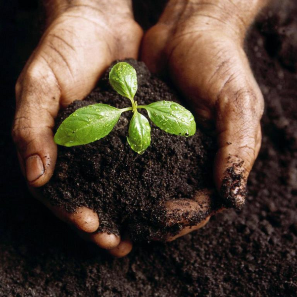 Sementes, Mudas de Plantas e Insumos